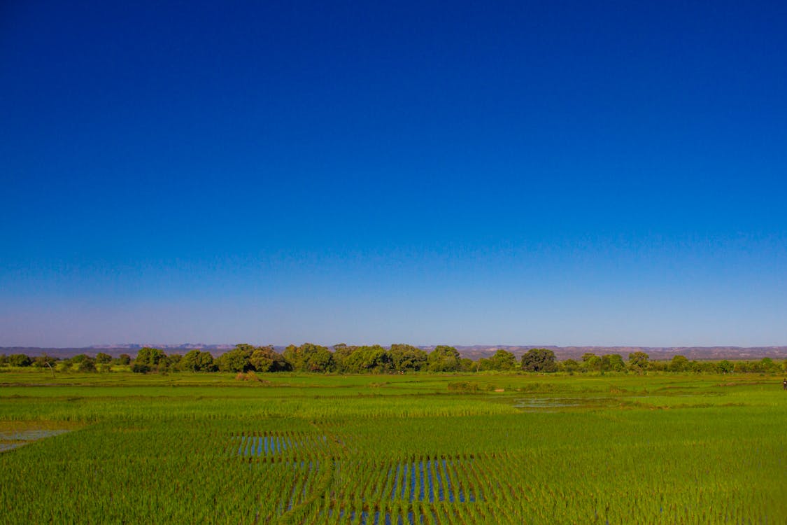 Rice fields under blue sky in Madagascar