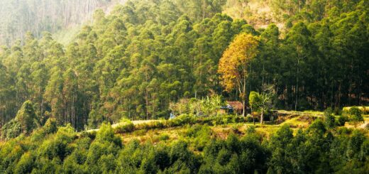 Madagascar - 2-Day Toamasina Itinerary: Port City, Pangalanes Canal and Ivoloina Park
