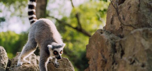 Madagascar - 3-Day Andasibe Itinerary: Lemurs, Night Walks and Baobab Forest