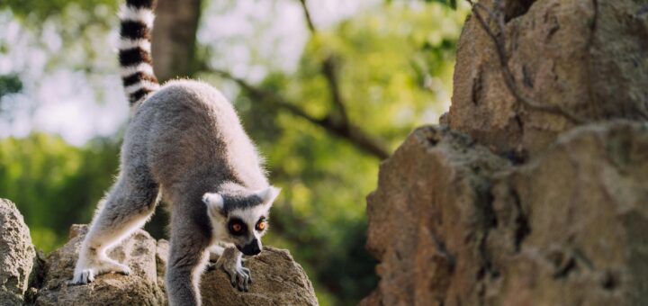 Madagascar - 3-Day Andasibe Itinerary: Lemurs, Night Walks and Baobab Forest