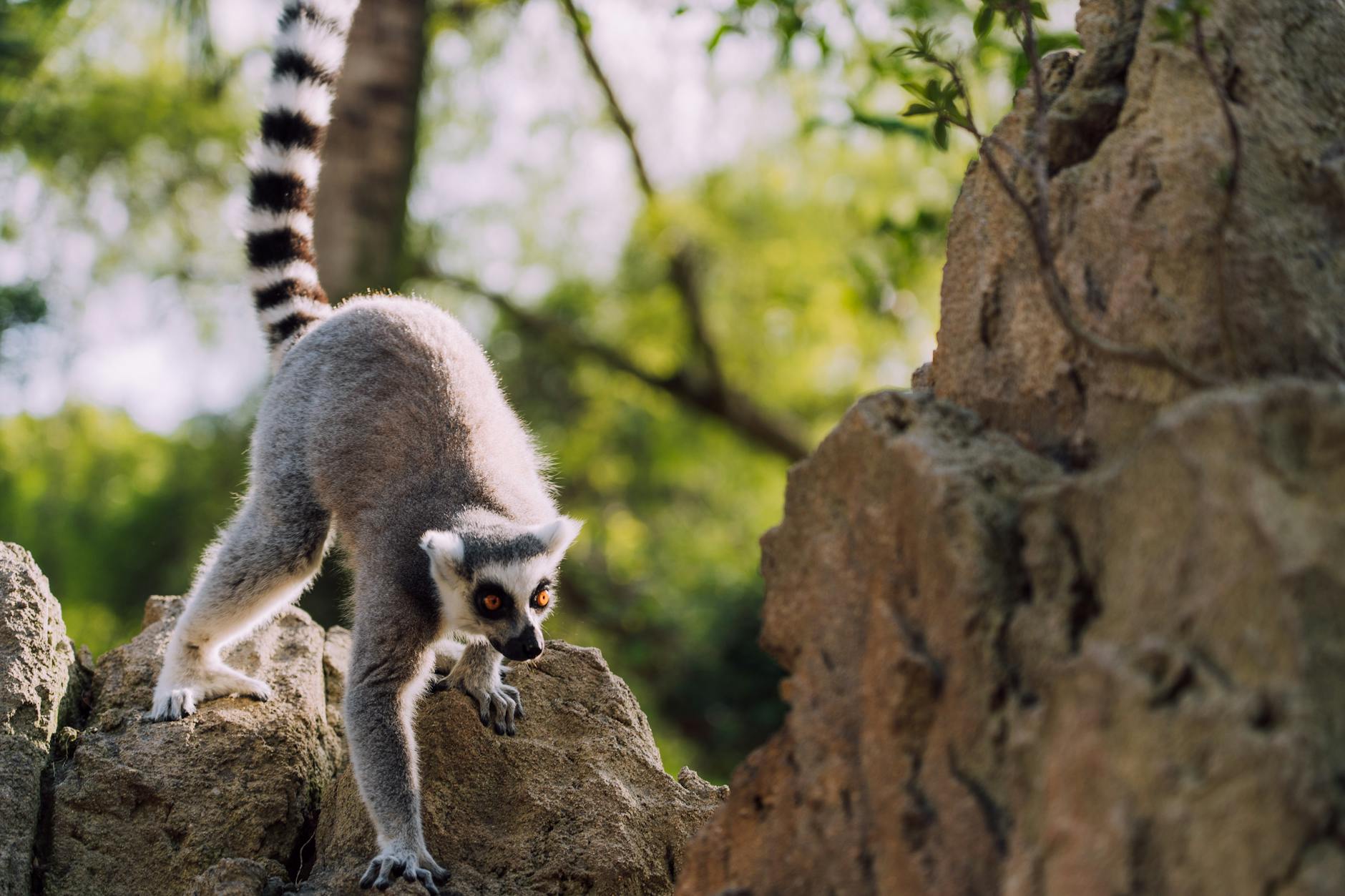 3-Day Andasibe Itinerary: Lemurs, Night Walks and Baobab Forest — Madagascar
