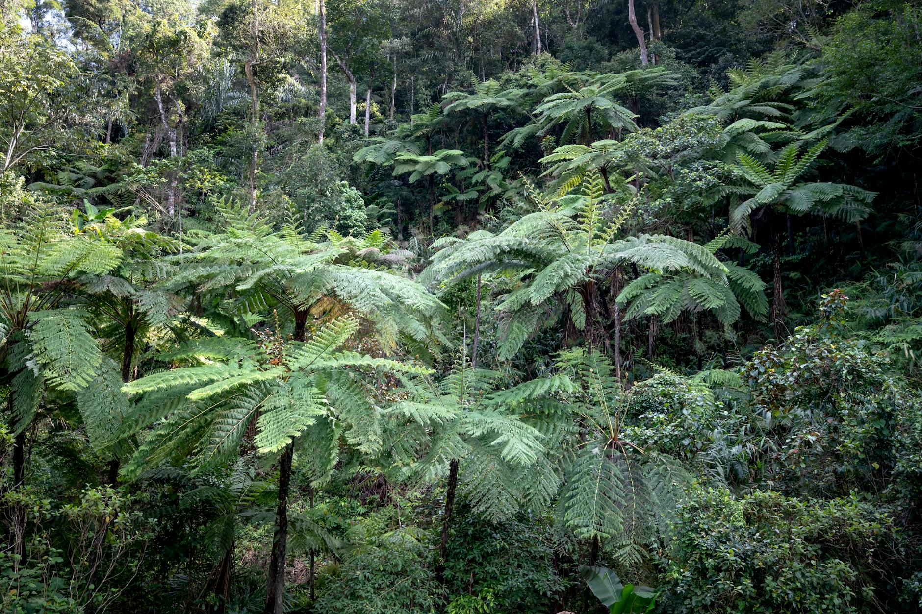 3-Day Fianarantsoa Itinerary: Wine, Architecture and Rainforest 2026 — Madagascar