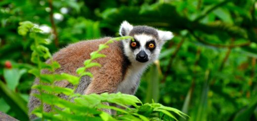 Madagascar - 3-Day Mahajanga Itinerary: Baobabs, Beach and Ankarafantsika