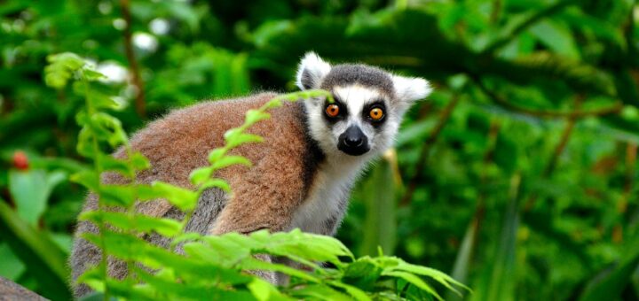 Madagascar - 3-Day Mahajanga Itinerary: Baobabs, Beach and Ankarafantsika