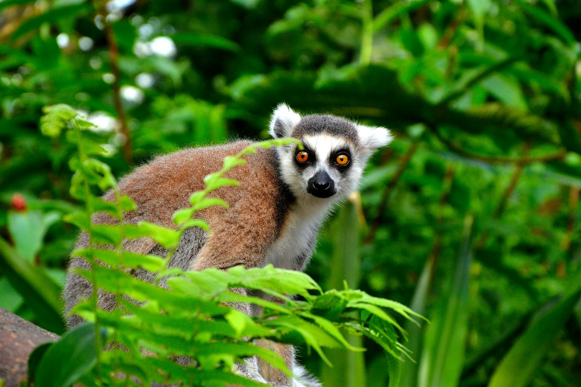 3-Day Mahajanga Itinerary: Baobabs, Beach and Ankarafantsika — Madagascar