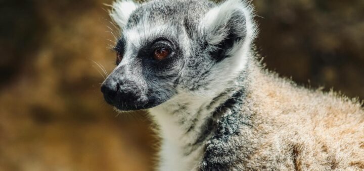 Madagascar - 3-Day Morondava Itinerary: Baobab Avenue to Kirindy Forest 2026