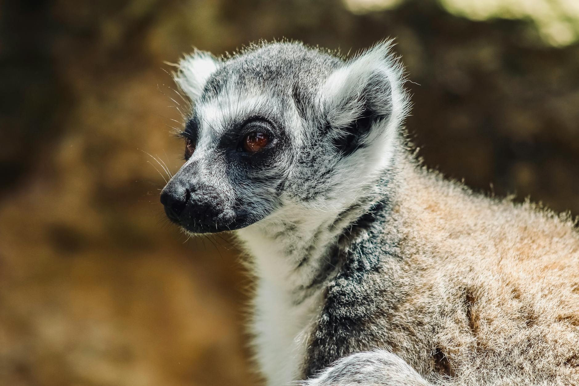 3-Day Morondava Itinerary: Baobab Avenue to Kirindy Forest 2026 — Madagascar