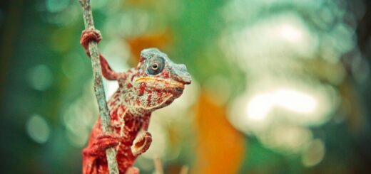 Madagascar - 4-Day Ranomafana Itinerary: Wildlife, Trails and Highland Culture