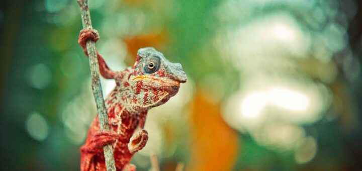 Madagascar - 4-Day Ranomafana Itinerary: Wildlife, Trails and Highland Culture