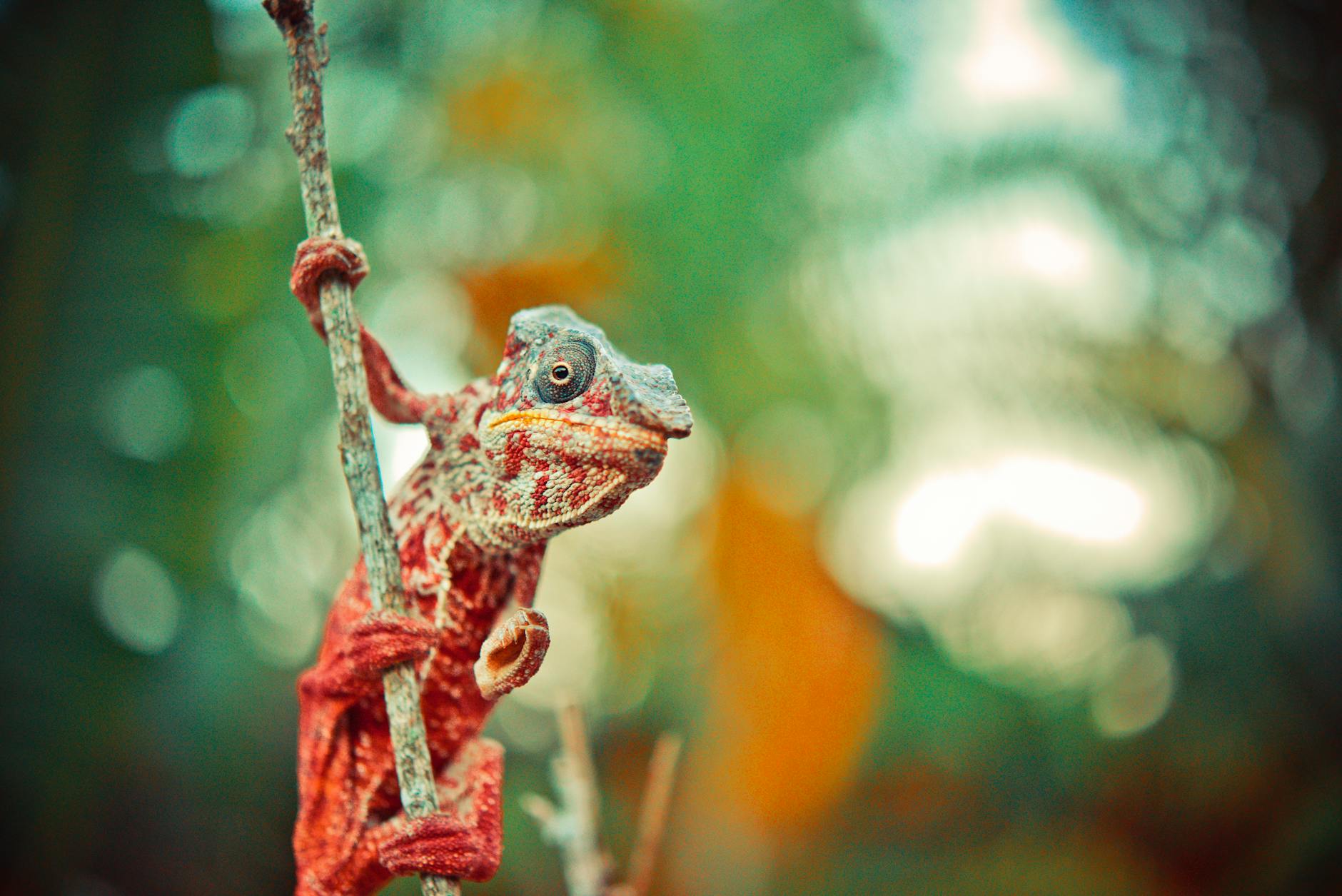 4-Day Ranomafana Itinerary: Wildlife, Trails and Highland Culture — Madagascar