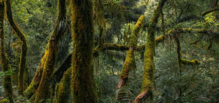 Madagascar - 7 Best Hiking Trails in Madagascar: Difficulty, Distance and Rewards 2026