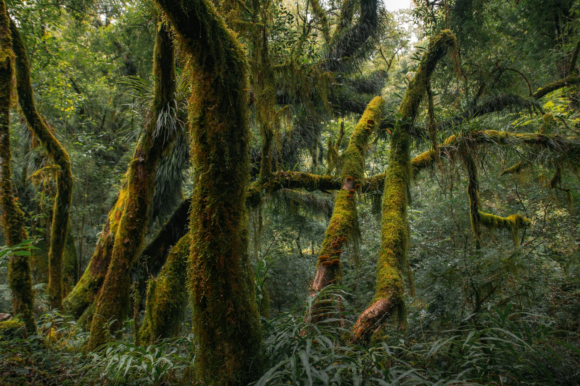 7 Best Hiking Trails in Madagascar: Difficulty, Distance and Rewards 2026 — Madagascar