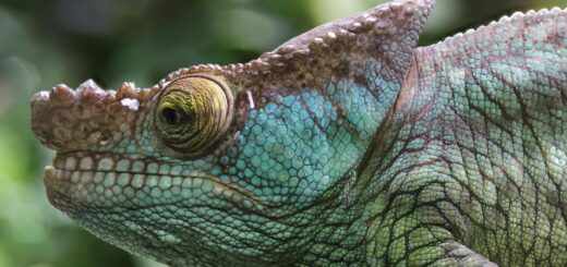 Madagascar - 7-Day Madagascar Nature Itinerary: Parks, Lemurs and Rainforests 2026