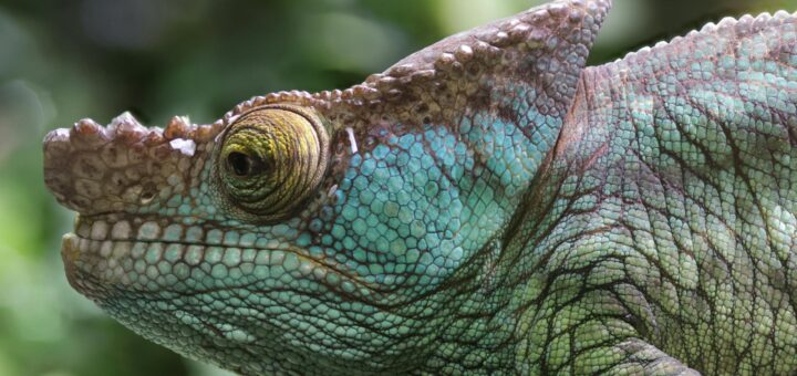 Madagascar - 7-Day Madagascar Nature Itinerary: Parks, Lemurs and Rainforests 2026