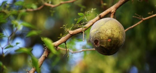 Madagascar - Andasibe vs Ranomafana: Which Rainforest Park Is Better Value?