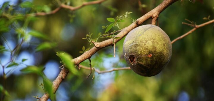 Madagascar - Andasibe vs Ranomafana: Which Rainforest Park Is Better Value?