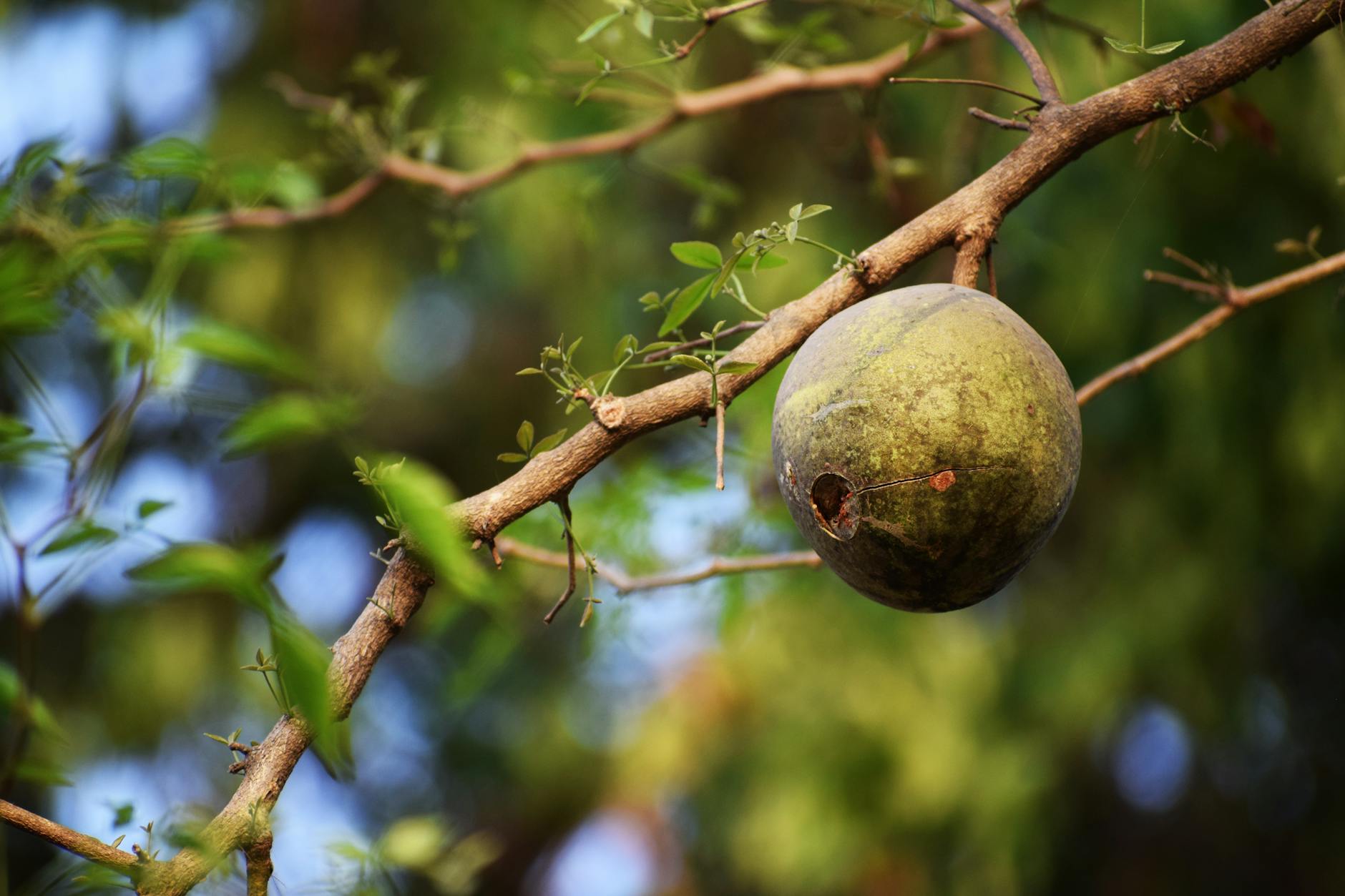 Andasibe vs Ranomafana: Which Rainforest Park Is Better Value? — Madagascar