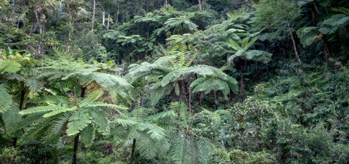 Madagascar - ANGAP Park Fees Madagascar 2026: What's Changed and What You Pay