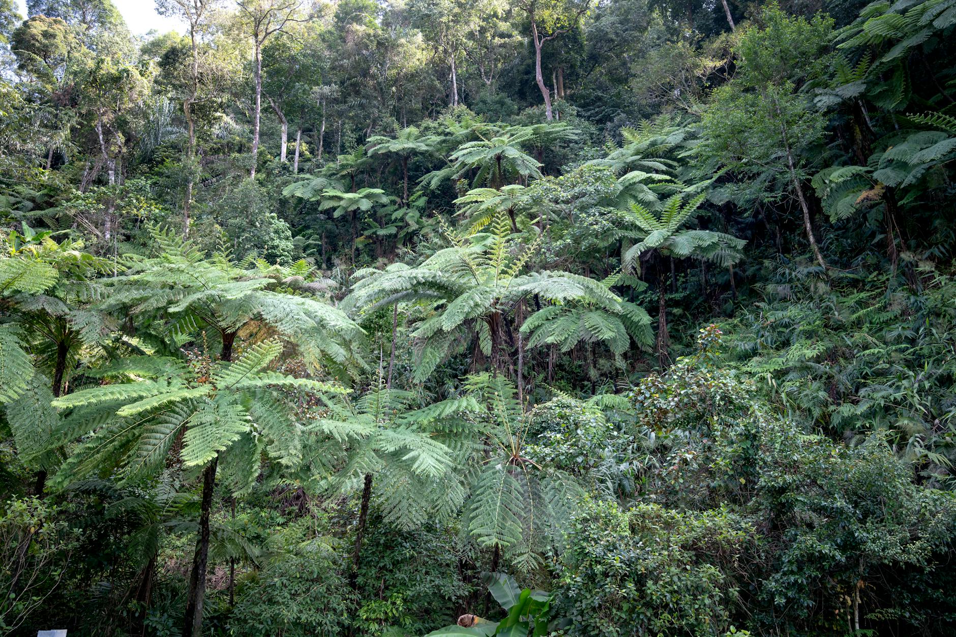 ANGAP Park Fees Madagascar 2026: What's Changed and What You Pay — Madagascar