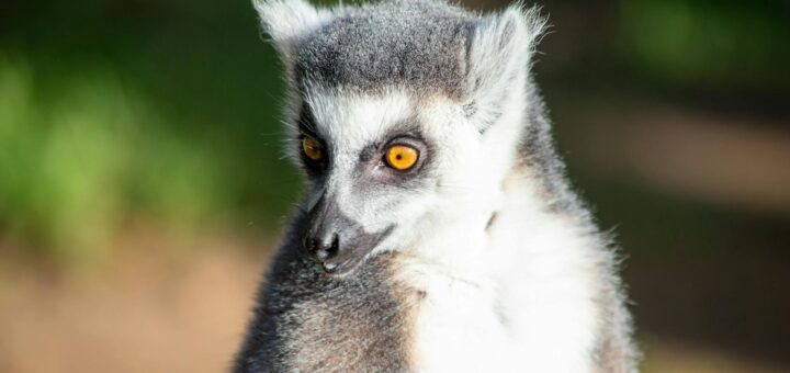 Madagascar - Ankarafantsika Day Trip from Mahajanga: Wildlife and Route Guide