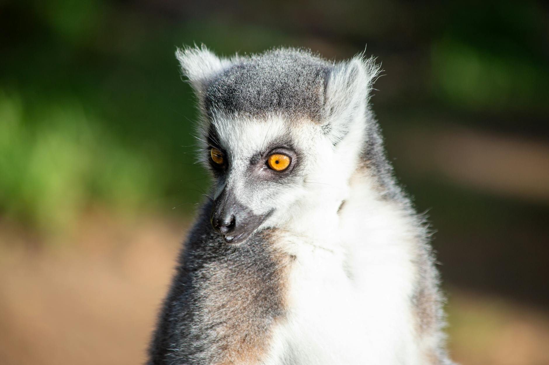 Ankarafantsika Day Trip from Mahajanga: Wildlife and Route Guide — Madagascar