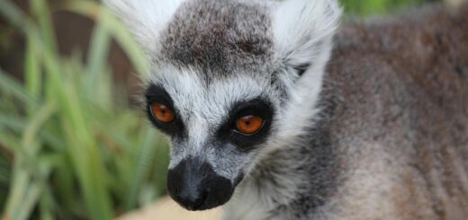 Madagascar - Baobab Avenue Sunset Tour: Best Time, Tips and Photographer's Guide