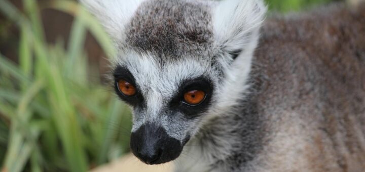 Madagascar - Baobab Avenue Sunset Tour: Best Time, Tips and Photographer's Guide