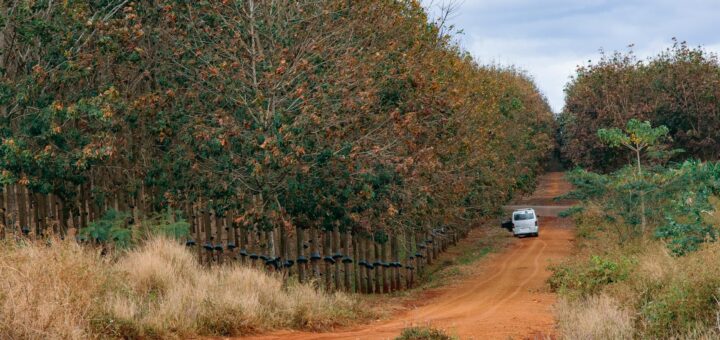 Madagascar - Best and Worst Roads in Madagascar: Regions Ranked by Drivability 2026