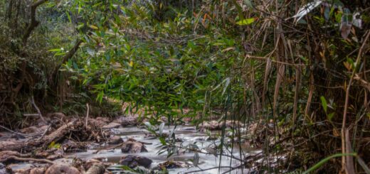 Madagascar - Best Budget Lodges in Madagascar's National Parks 2026