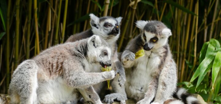 Madagascar - Best Hotels Near Kirindy Forest: Wildlife Lodge Guide 2026