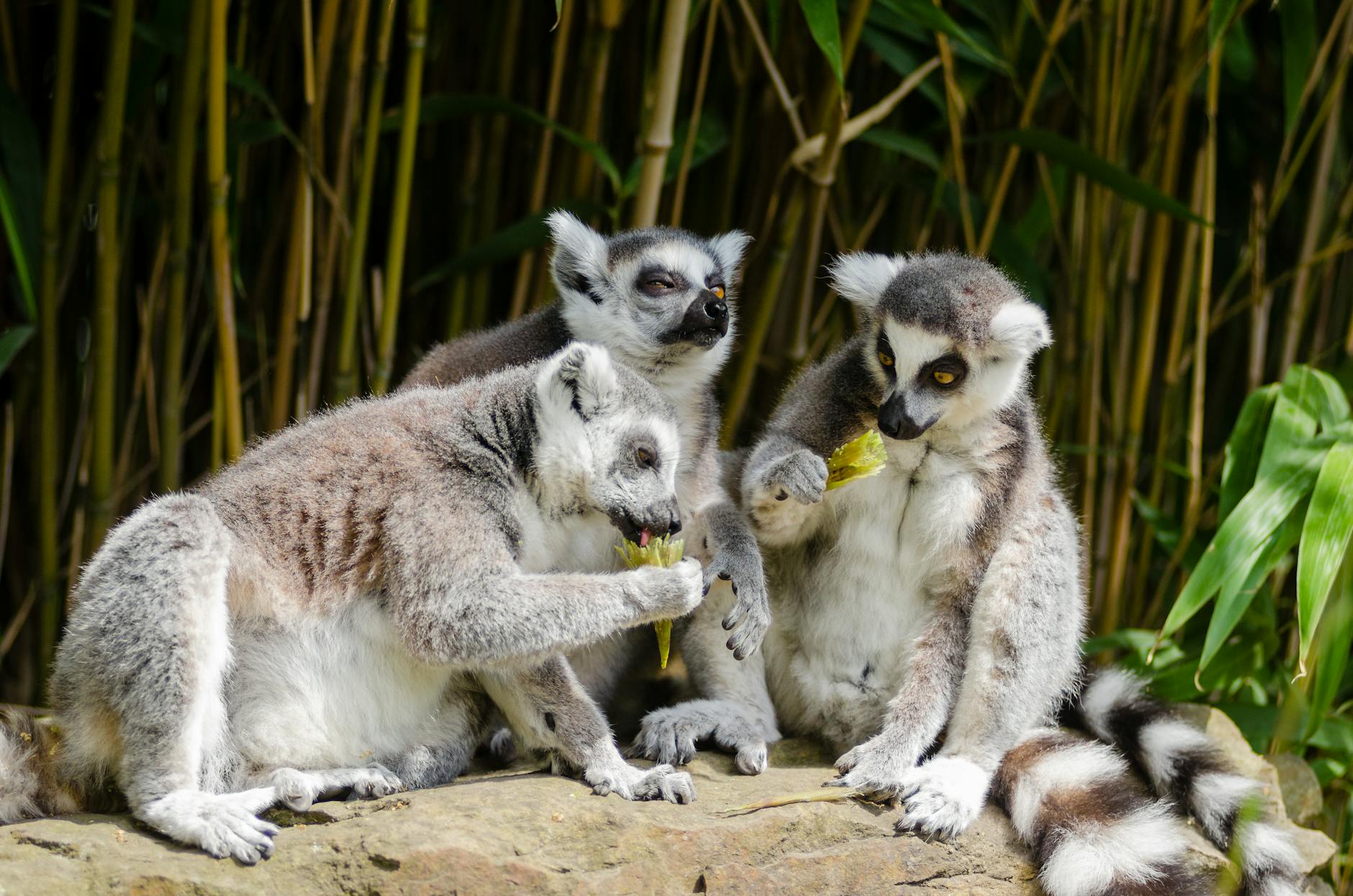 Best Hotels Near Kirindy Forest: Wildlife Lodge Guide 2026 — Madagascar