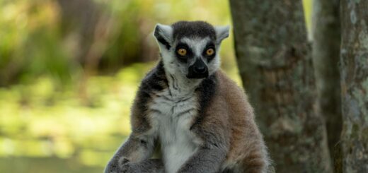 Madagascar - Best Local Wildlife Guides in Madagascar: How to Find and Hire One