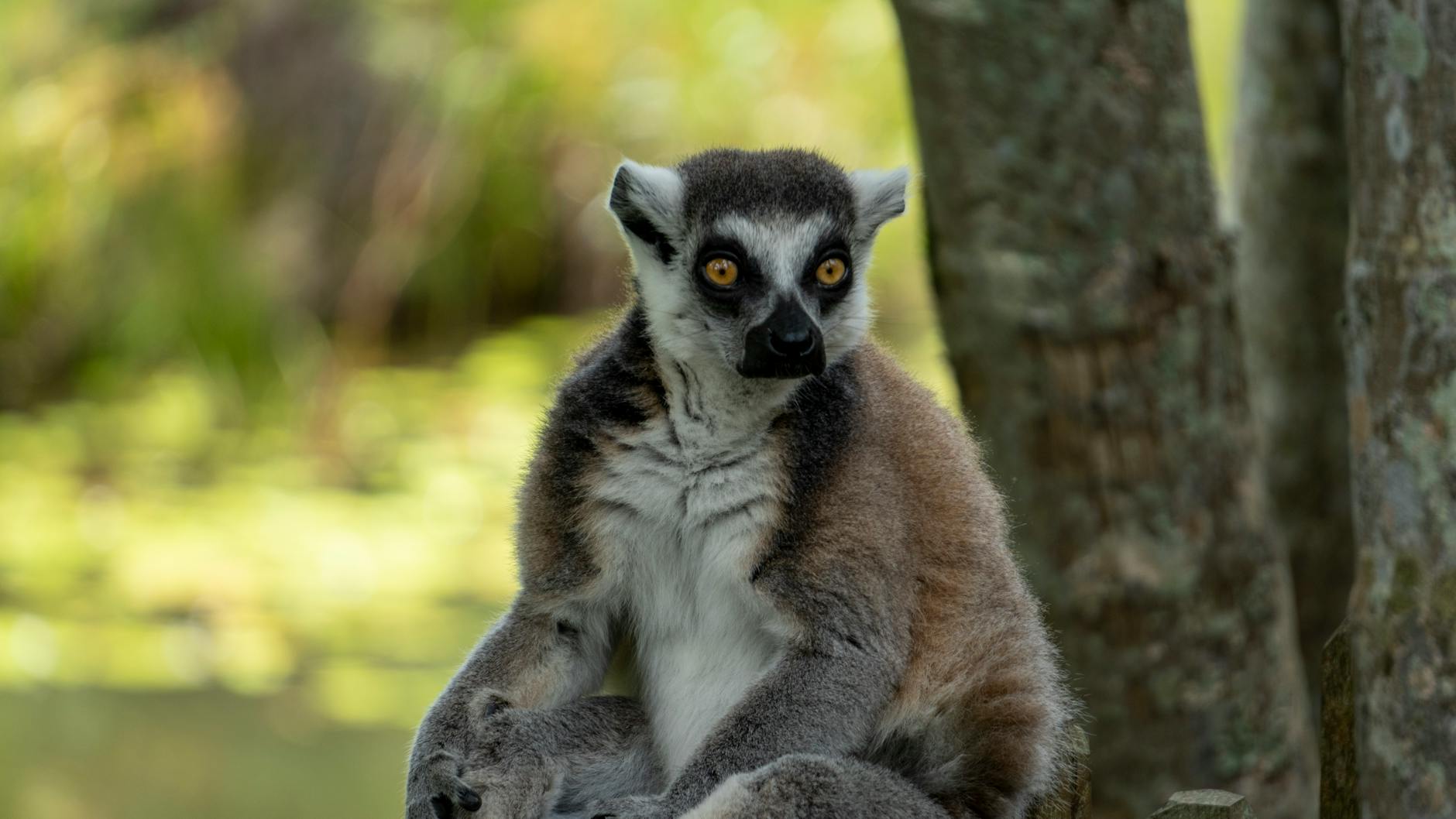 Best Local Wildlife Guides in Madagascar: How to Find and Hire One — Madagascar