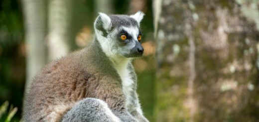 Madagascar - Best National Parks for First-Time Visitors: Easy Lemur Experiences 2026