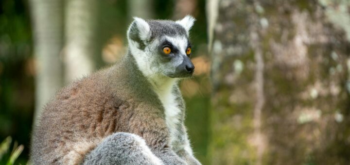 Madagascar - Best National Parks for First-Time Visitors: Easy Lemur Experiences 2026