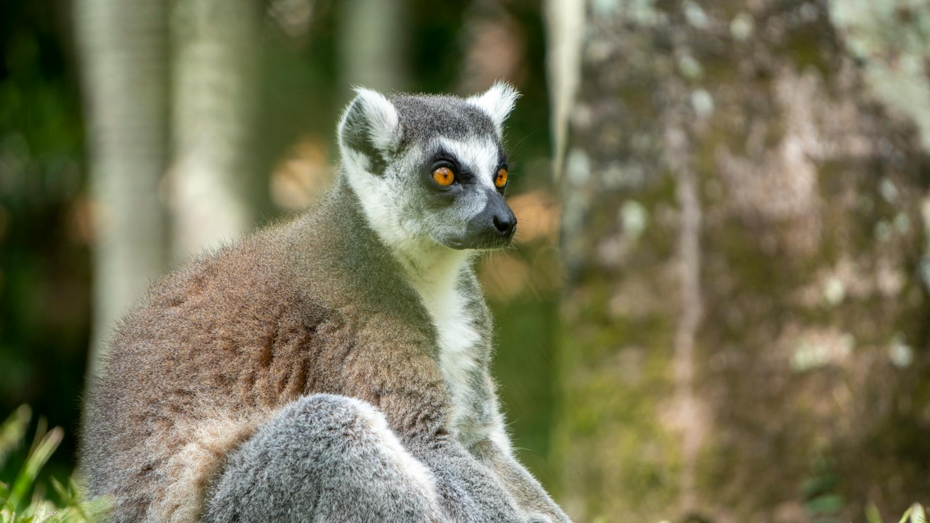 Best National Parks for First-Time Visitors: Easy Lemur Experiences 2026 — Madagascar