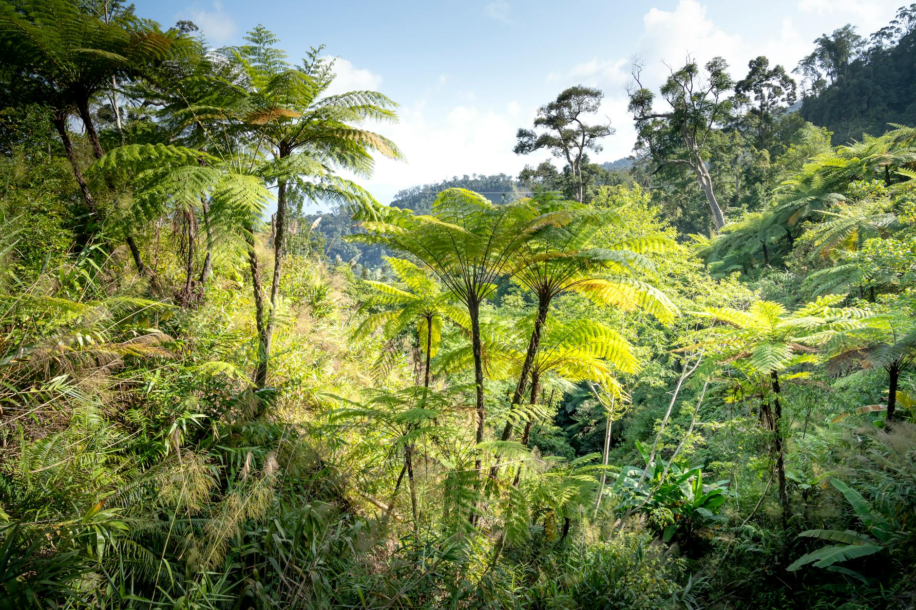 Birding in Madagascar: Complete Guide to Endemic Species and Best Spots 2026 — Madagascar