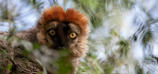 Madagascar - Birdwatching in Madagascar: 103 Endemic Species and Where to Find Them
