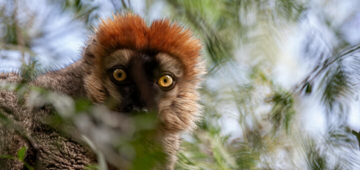 Madagascar - Birdwatching in Madagascar: 103 Endemic Species and Where to Find Them