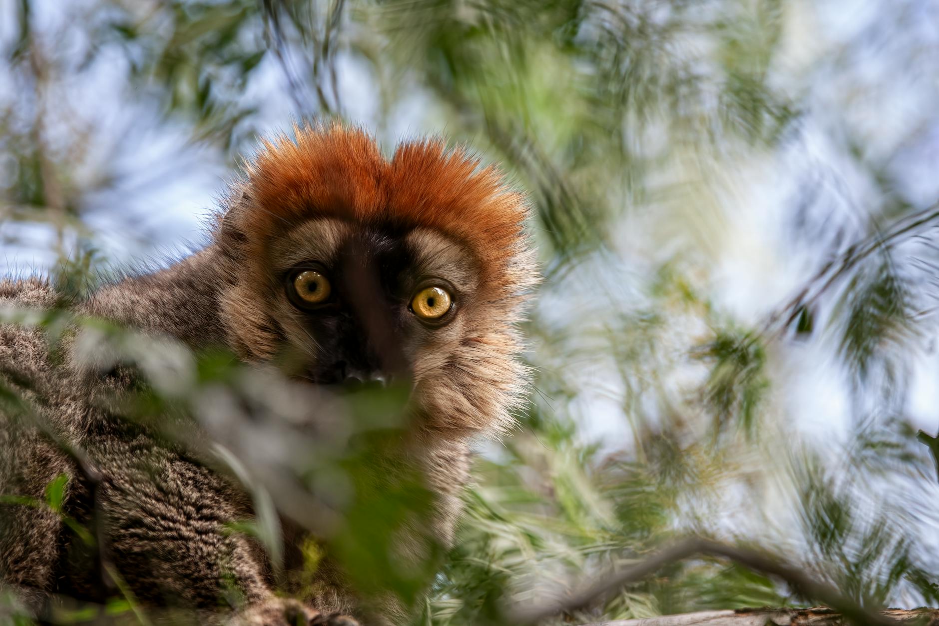 Birdwatching in Madagascar: 103 Endemic Species and Where to Find Them — Madagascar
