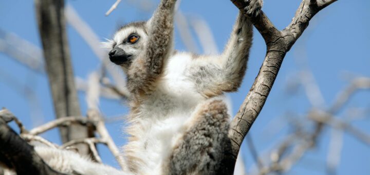 Madagascar - Budget Wildlife Trips Madagascar: Under $100/Day Without Missing Out