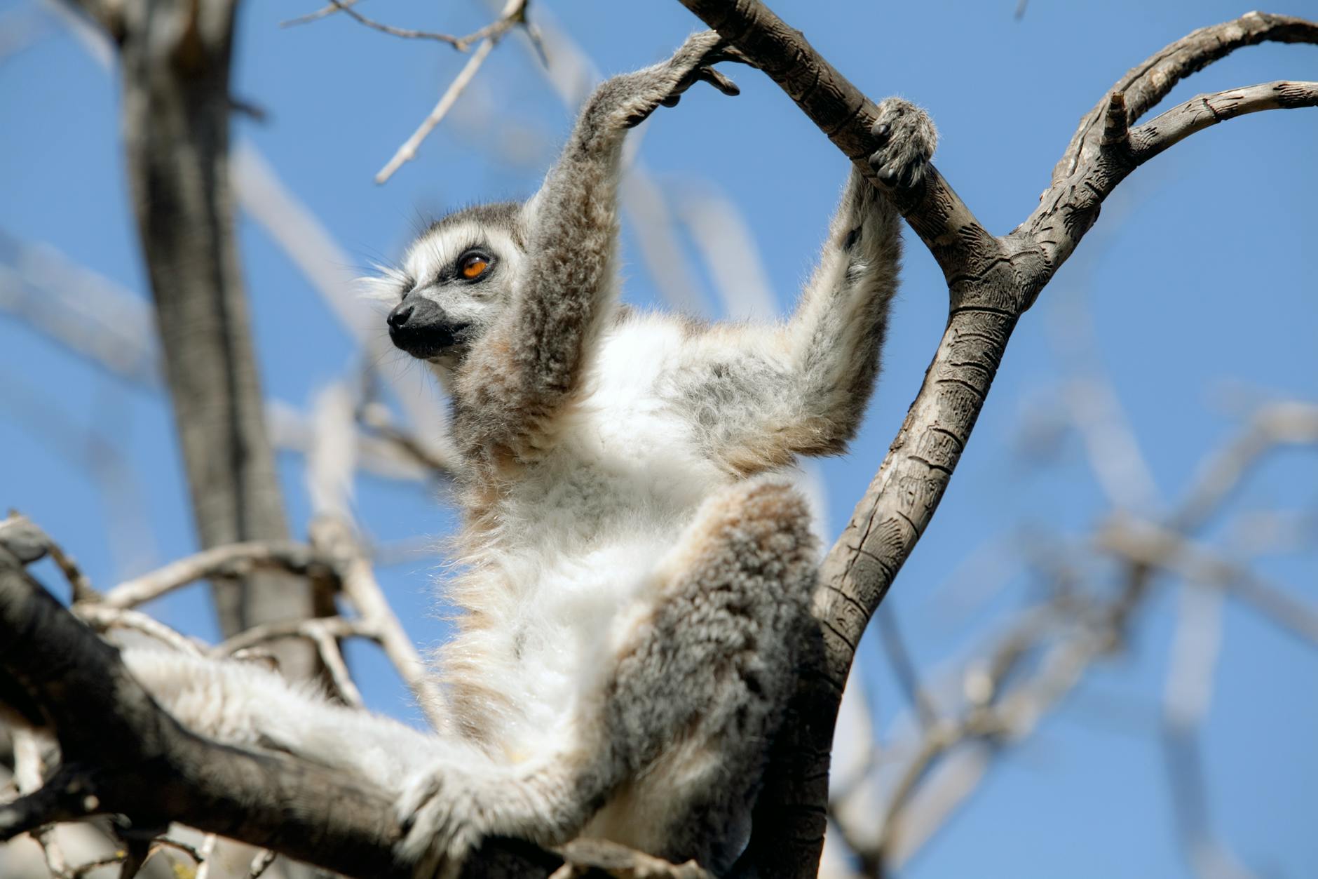 Budget Wildlife Trips Madagascar: Under $100/Day Without Missing Out — Madagascar