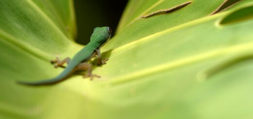 Madagascar - Chameleons in Madagascar: Where to Find Them and Best Parks 2026