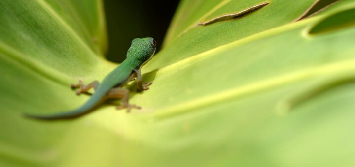 Madagascar - Chameleons in Madagascar: Where to Find Them and Best Parks 2026