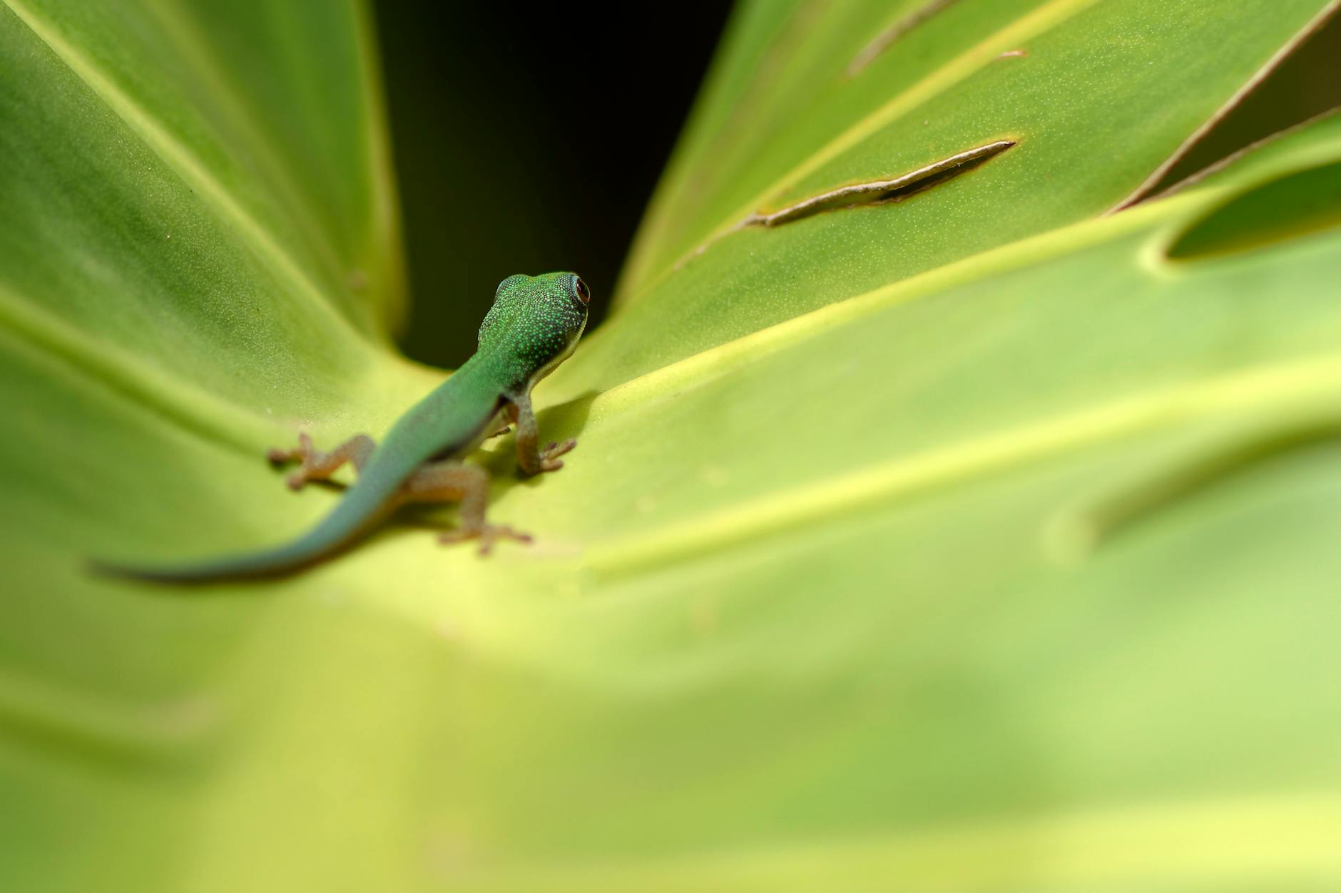 Chameleons in Madagascar: Where to Find Them and Best Parks 2026 — Madagascar