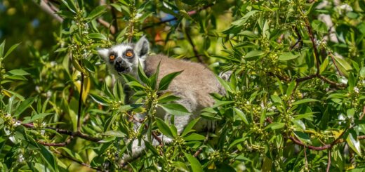 Madagascar - Day Safari vs Multi-Day Safari in Madagascar: Real Cost Comparison