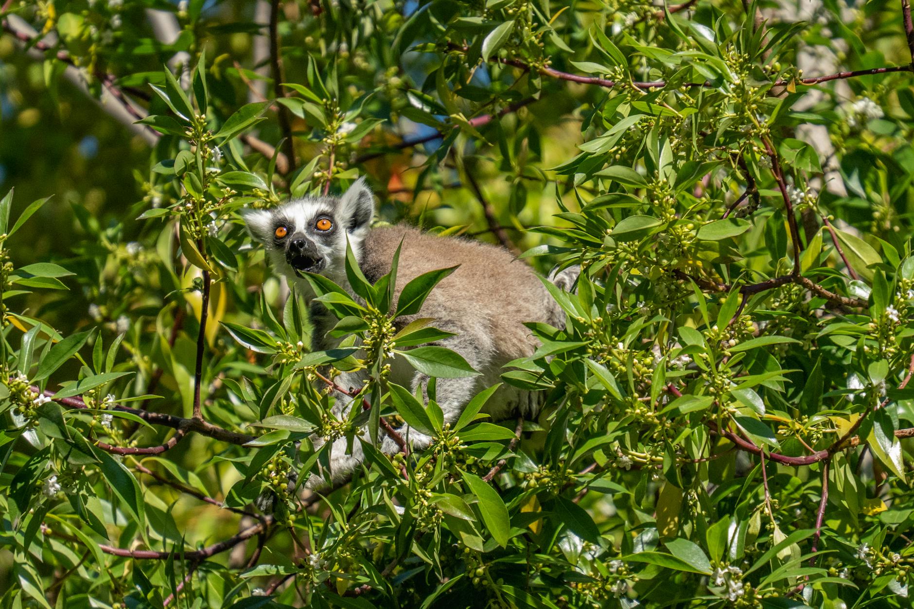 Day Safari vs Multi-Day Safari in Madagascar: Real Cost Comparison — Madagascar