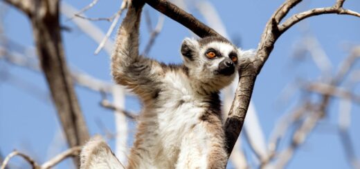 Madagascar — Digital Nomad Guide to Madagascar: Is It a Viable Remote Work Base? 2026