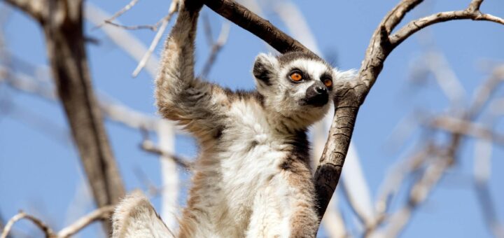 Madagascar — Digital Nomad Guide to Madagascar: Is It a Viable Remote Work Base? 2026