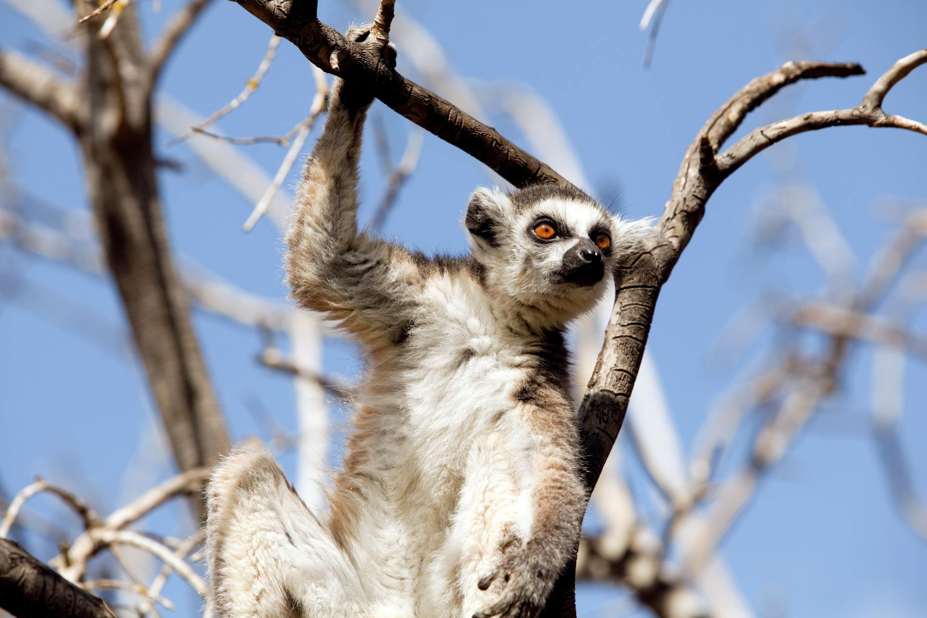 Guide du nomade numérique à Madagascar : est-ce une base de travail à distance viable ? 2026 — Madagascar